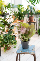 A plant in a gray ceramic pot of neon pink syngonium on a blue stool