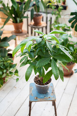 Pahira plant in the interior