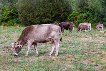 Cows with calves of the Brown Mountain cattle breed grazing in the meadow.