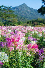 Pink and White Cleome spinosa in the garden.