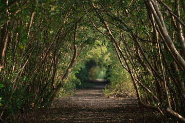 On Earth Day, walking through the green forest tunnel path and under a canopy of leaves and wooden branches, one feels nature's embrace and the world's need for environmental care.