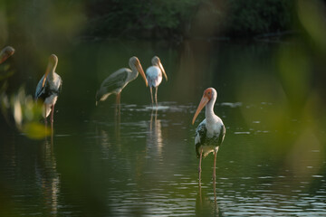 In the mangrove forest, a group of ornithologists studied a wild flock of birds, deepening their understanding of wildlife and the intricate behaviors of these fascinating animals.