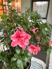 pink flower in a pot