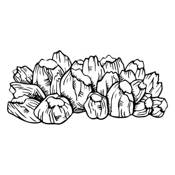 Barnacles shells ink vector illustration in black and white. Monochrome tropical sea reef animals in hand drawn line style for underwater marine and nautical designs