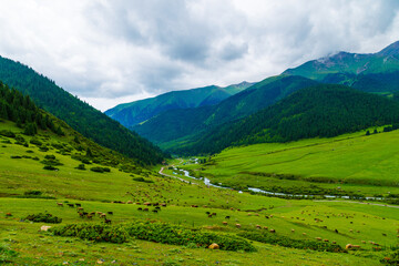 Obraz premium free-range grass-fed sheep are grazing on green grass at forest covered mountain slopes gorge after rain at summer day, yurts in the distance
