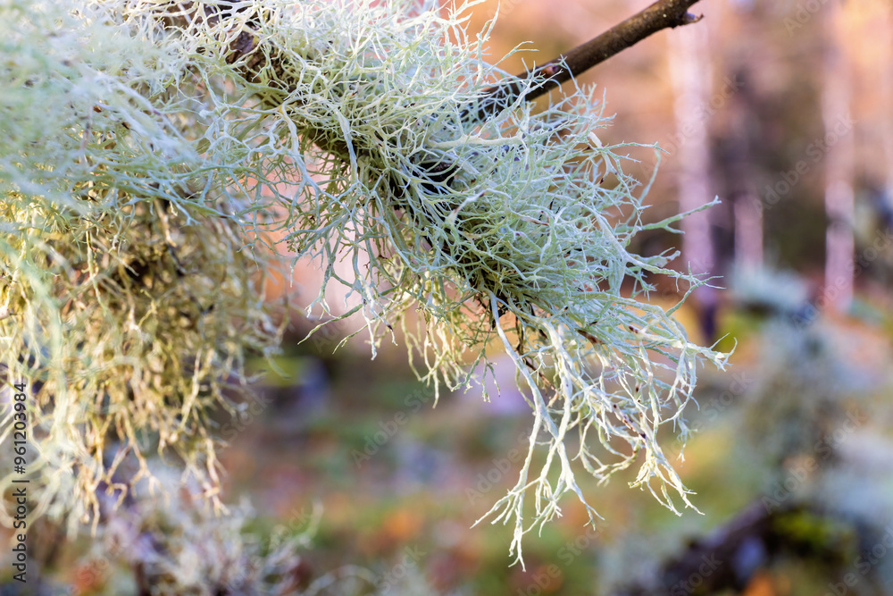 Canvas Prints Usnea lichens growing on a tree branch in a forest