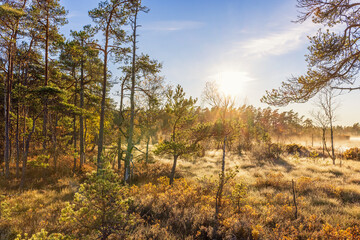 Obraz premium Beautiful forest bog in sunlight at autumn