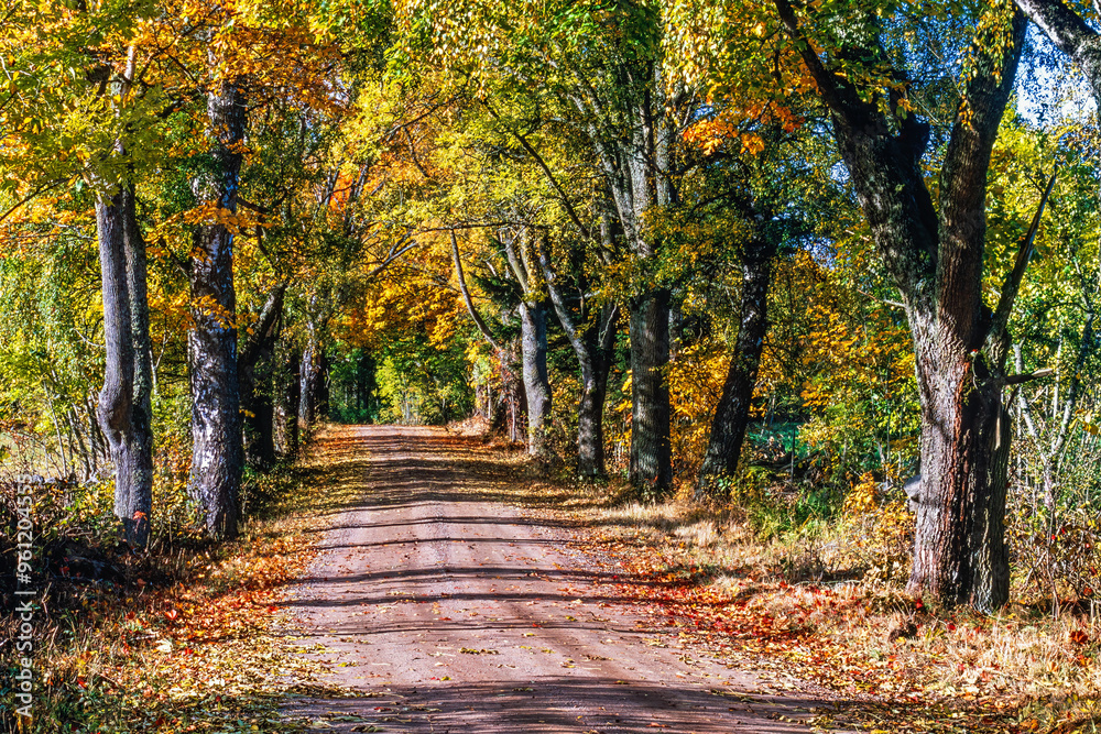 Poster Tree lined gravel road in a beautiful deciduous forest with autumn colours