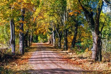 Naklejka premium Tree lined gravel road in a beautiful deciduous forest with autumn colours
