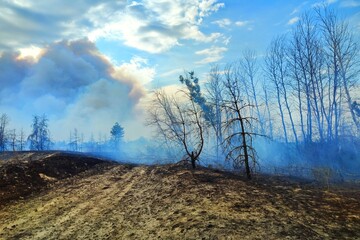 Fire in the forest-steppe. Burnt trees in the forest. Fire and a lot of smoke. Blue sky in smoke. Burnt soil.