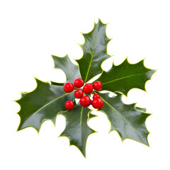 Naklejka premium Green holly leaves with red berries for Christmas decoration isolated on transparent background