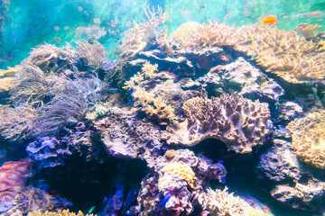Close-up of corals at the National Museum of Marine Biology and Aquarium in Kenting National Park...