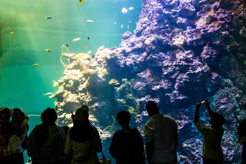 Close-up of corals at the National Museum of Marine Biology and Aquarium in Kenting National Park of Pingtung, Taiwan.