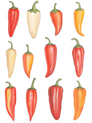 Vintage Illustration of Colorful Peppers