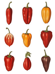 Vintage Illustration of Colorful Peppers