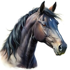 Obraz premium Black horse portrait watercolor illustration isolated on white background
