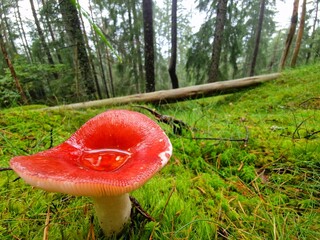 Red mushroom in forest