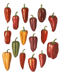 Vintage Illustration of Colorful Peppers