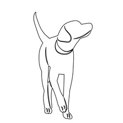 dog walking sketch vector on white background