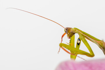 modliszka, insekt, makro, makrofotografia, zwyczajna, dzika natura