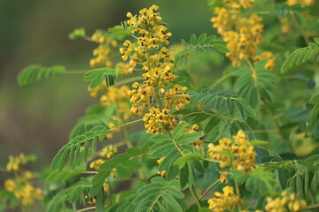Senna hebecarpa. Yellow wild senna blossoms , close up.