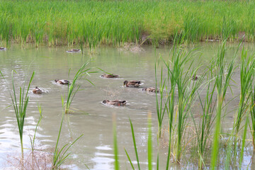 natural river landscape with green fresh grass and ducks on the water