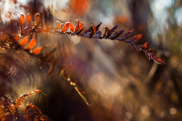 Macro de feuilles de fougère sauvages, en saison automnale