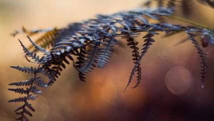 Macro de feuilles de fougère sauvages, en saison automnale