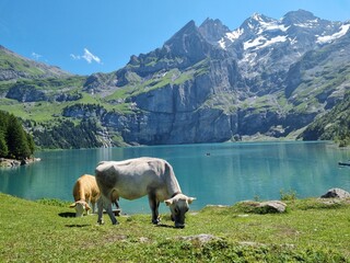 Obraz premium cows in the alps