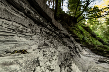 At morning in the forest, the fire salamander on waterfall (Salamandra salamandra)