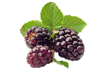 Fototapeta premium Fresh ripe blackberries or loganberry with green leaves, isolated on a white transparent background. Concept of healthy eating, summer fruits, and organic food