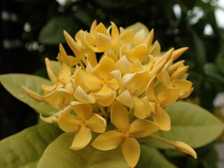 Fototapeta premium 黄色のジャングルゼラニウムの花