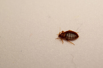 bedbug