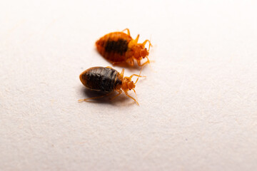 bedbug
