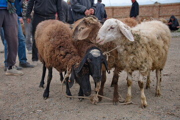 Group of goats on Animal market in Kyrgyzstan