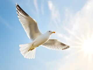 Obraz premium Graceful Seagull Soaring in Sunlight: Symbol of Freedom in Blue Sky