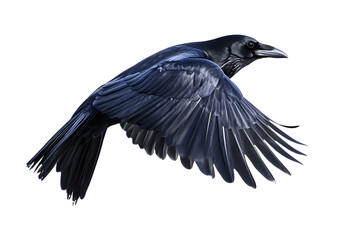 Fototapeta premium Beautiful black raven, crow in flight isolated on white background