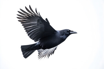 Fototapeta premium Beautiful black raven, crow in flight isolated on white background