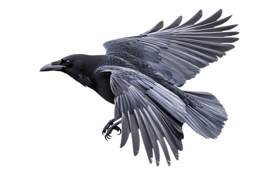 Beautiful black raven, crow in flight isolated on white background