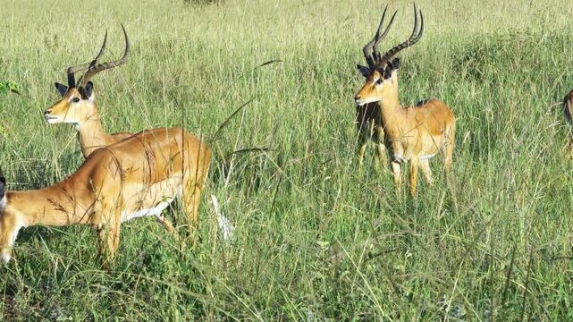 Witness antelope and deer grazing peacefully, Hells Gate National Park, Kenya