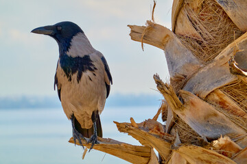 Gray crow sitting on the palm.