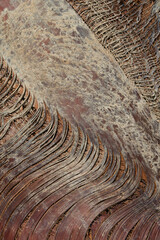 Close-up of a palm  trunk