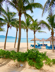 palm trees on the beach