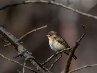森の中で枝に留まって周りを見渡しているニシオジロビタキの雌