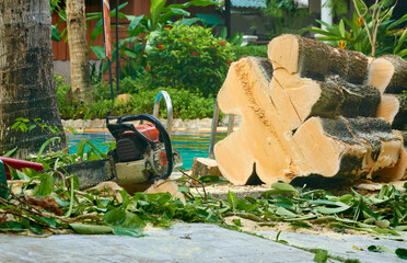 sawed tree trunk