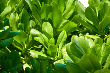 Green leaves in the garden