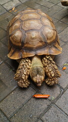 Sulcata tortoise walking on the floor