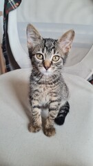 Tabby Kitten Looking Cute in a Beige Armchair