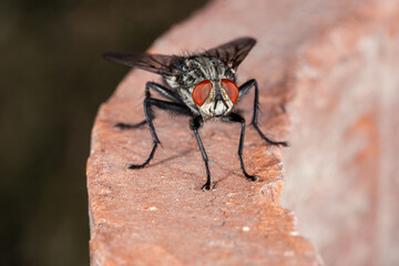 close up housefly, macro fly shooting, detail 