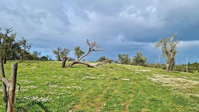 Portugal, Alentejo Region. Cork oak tree, Quercus suber, surrounded by wild chamomiles, Matricaria chamomilla at Santiago do Cacem
